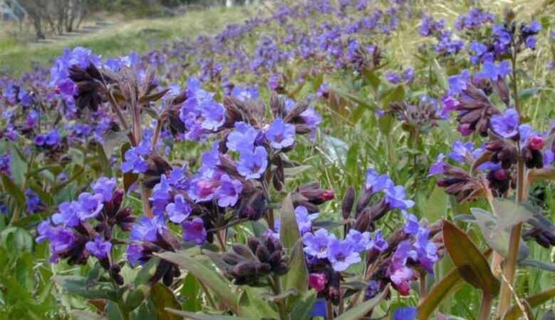 Lungwort ji bo amadekirina înfuzyonek ku mezinbûna penîsê pêşve dike