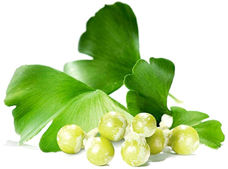 Pelên ginkgo biloba gera xwînê di nav tevnên penîsê de çêtir dike